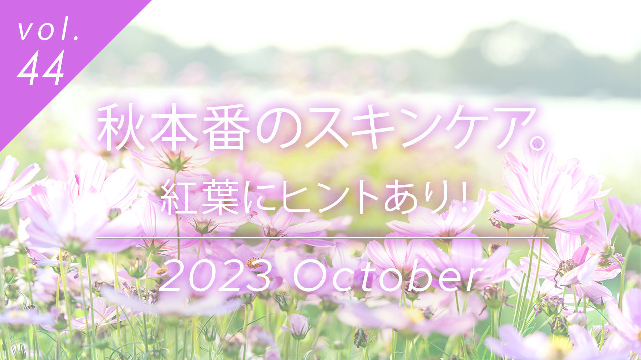 秋本番のスキンケア特集記事へのリンクサムネイル。紅葉にヒントを得た美容法を、秋らしいコスモスの写真と共に紹介します。